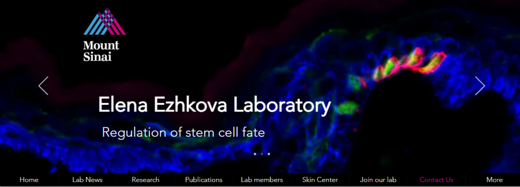 Dental laboratory Website Design 31 ezhkova lab